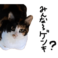 [LINEスタンプ] 三色猫とその仲間
