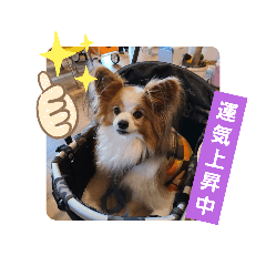 [LINEスタンプ] ぱぴぱぴパピヨン52