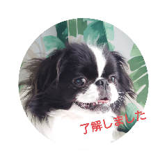 [LINEスタンプ] 狆可愛い～挨拶