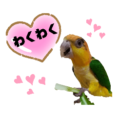 [LINEスタンプ] シロハラインコまだお腹が黄色でチビッ子