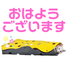 [LINEスタンプ] ねこ★ねこ★ねこ⑤
