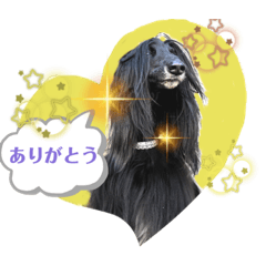 [LINEスタンプ] 可愛らしいアフガンハウンドです