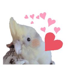 [LINEスタンプ] オカメインコのポルカちゃん