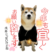 [LINEスタンプ] 柴犬 意外と使えるスタンプ