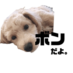 [LINEスタンプ] ボンだよ。