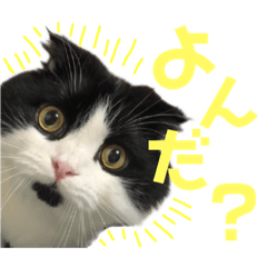 [LINEスタンプ] ピゲ様 2