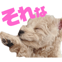 [LINEスタンプ] チワプーの福です♥2
