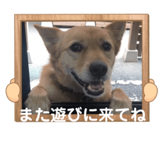[LINEスタンプ] いわき犬猫の保護犬ちゃん達