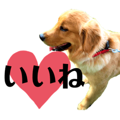 [LINEスタンプ] ゴールデンレトリバー⭐︎
