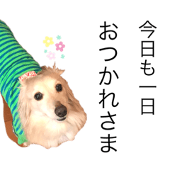 [LINEスタンプ] ダックスミルコ君の日常スタンプ