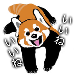 [LINEスタンプ] レッサーパンダ 大好き！