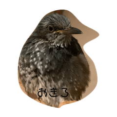 [LINEスタンプ] しゅくぴのスタンプ