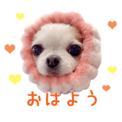 [LINEスタンプ] チワワのももちゃん♡