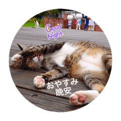 [LINEスタンプ] かわいい台湾♡