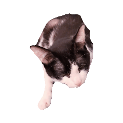 [LINEスタンプ] Cat ruu 9