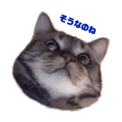 [LINEスタンプ] けんたろうくんのスタンプ