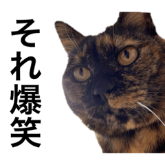 [LINEスタンプ] 猫くんとトム2