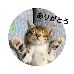 [LINEスタンプ] あざとい仔猫ちゃん