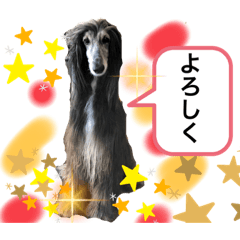 [LINEスタンプ] 可愛らしいアフガンハウンド