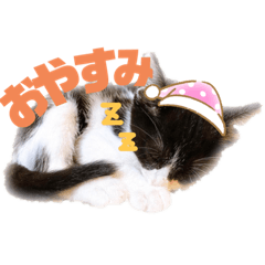 [LINEスタンプ] ★ちゃこの日常スタンプ★