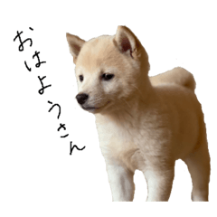 [LINEスタンプ] 秋田弁を喋る豆柴むくの画像（メイン）