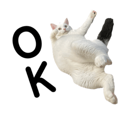 [LINEスタンプ] ねこ★ねこ★ねこ⑥