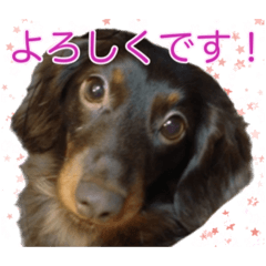 [LINEスタンプ] ダックスとゆかいな仲間たち