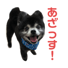 [LINEスタンプ] 黒ポメのちょいワルポンタくん