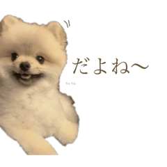 [LINEスタンプ] ポメラニアンのしゅうくん2