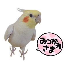 [LINEスタンプ] オカメインコのパールちゃんスタンプ