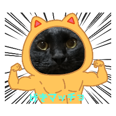 [LINEスタンプ] 猫マッチョスタンプ