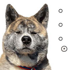 [LINEスタンプ] 虎毛秋田犬 秋馬とお菊2