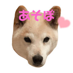 [LINEスタンプ] 柴犬のりょうくん