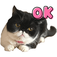 [LINEスタンプ] 白黒猫のマル