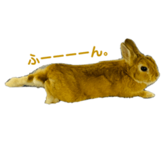 [LINEスタンプ] ネザーランドドワーフおこげ