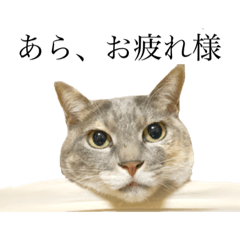 [LINEスタンプ] ミケとらお嬢猫さわさん