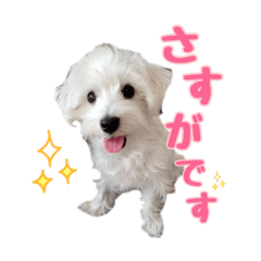 [LINEスタンプ] シュナマルのちろ