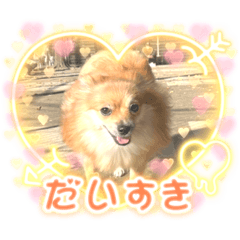 [LINEスタンプ] ポメラニアンのツン