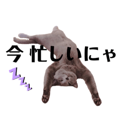 [LINEスタンプ] ねこまる家