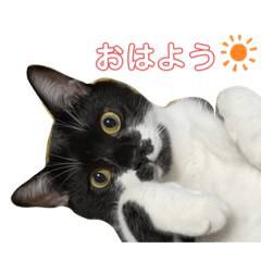 [LINEスタンプ] さにゃこにゃ