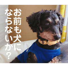 [LINEスタンプ] ポニョ＆めい