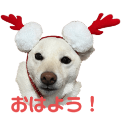 [LINEスタンプ] きなこ的挨拶