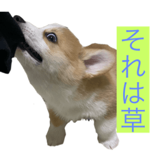 [LINEスタンプ] ポンくんのスタンプ☆