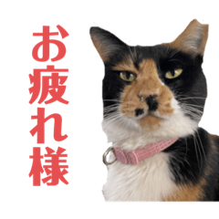 [LINEスタンプ] アロー猫3