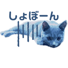 [LINEスタンプ] 子猫のブリオ