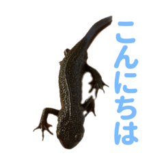 [LINEスタンプ] いもり日常スタンプ