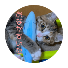 [LINEスタンプ] 我が家の猫のみみぃちゃん