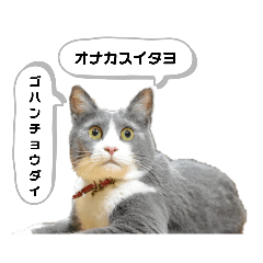 [LINEスタンプ] 猫さん日常スタンプ