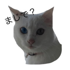 [LINEスタンプ] うちの猫ちゃーーん！