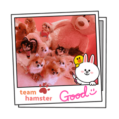 [LINEスタンプ] ♡♣♤♥chiwaham♥♦♧♠